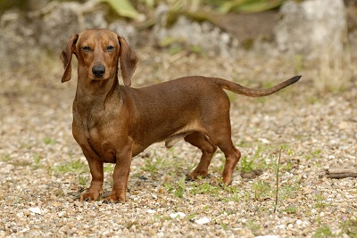 photo chien: Teckel à poil ras